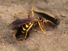 Interrupted Spider Wasp thumbnail 2