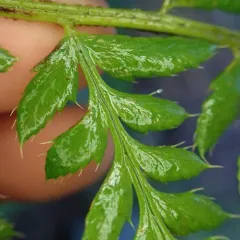 Anderson's holly fern thumbnail 4