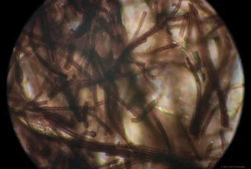 Xylaria apiculata