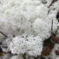Star-tipped Reindeer Lichen thumbnail 3