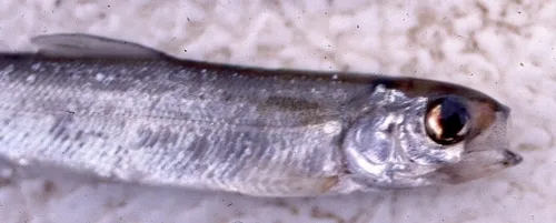 Arctic Cisco