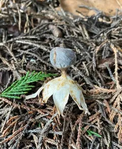 Beaked Earthstar thumbnail 4