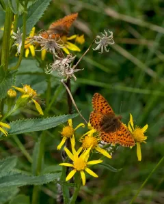Alaskan Fritillary thumbnail 2