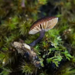hedgehog scalycap thumbnail 1