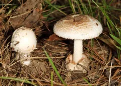 American Amidella thumbnail 3