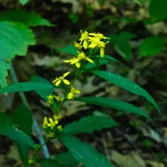 bluestem goldenrod thumbnail 4