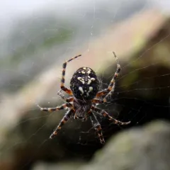 Rock Orbweaver thumbnail 2