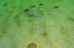 Twelve-tentacled Burrowing Anemone thumbnail 4