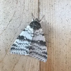 White Underwing thumbnail 3