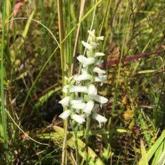 Sphinx ladies’ tresses thumbnail 2