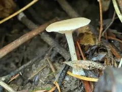Pink-gilled Clitocybe thumbnail 2