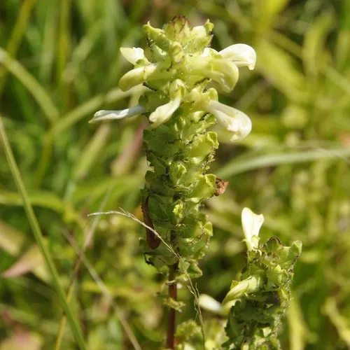 swamp lousewort