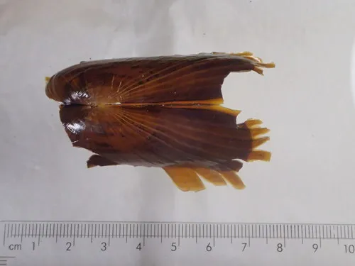 Boreal Awningclam