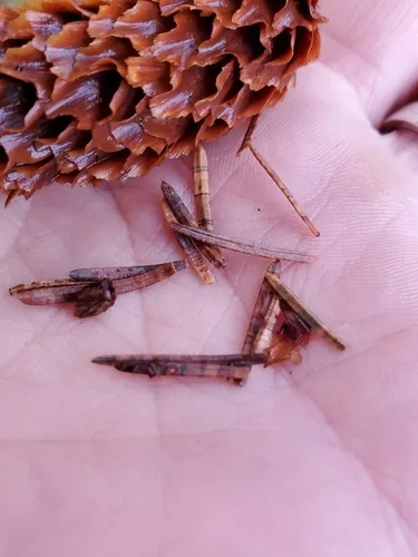 Lophodermium abietis
