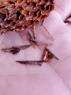 Lophodermium abietis thumbnail 1