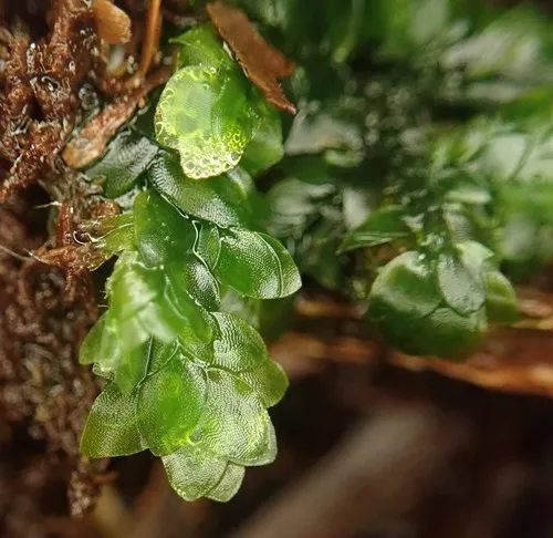 Shining Hookeria