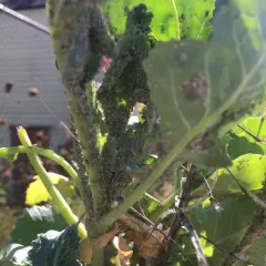 Cabbage Aphid thumbnail 4