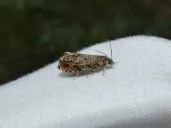 Cherry Bark Tortrix thumbnail 2