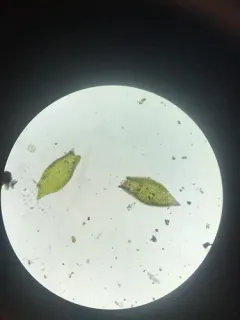 Capillary Wing-moss thumbnail 3