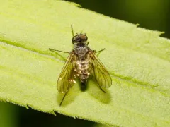 Chrysopilus pilosus thumbnail 2