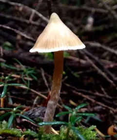 peaked webcap thumbnail 1