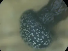 Diderma tigrinum thumbnail 1