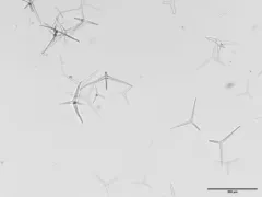 Clustered Leucosolenia thumbnail 2