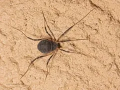 Eumesosoma roeweri thumbnail 3