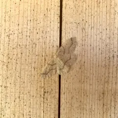 Hemlock Looper Moth thumbnail 5
