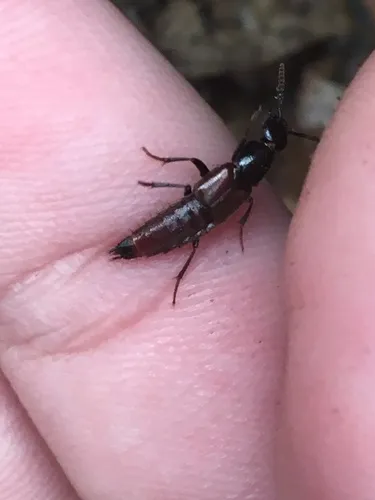 Hesperus baltimorensis
