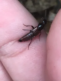 Hesperus baltimorensis thumbnail 1