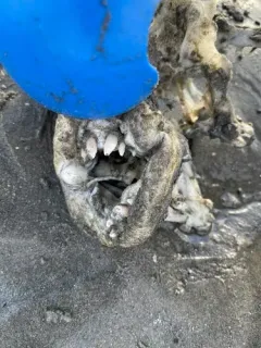 Tautog thumbnail 3