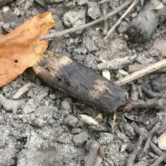 Ipsilon Dart Moth thumbnail 3