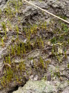 naked flag-moss thumbnail 1