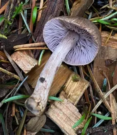 collared fibrecap thumbnail 3