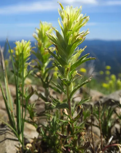 Glandular Paintbrush
