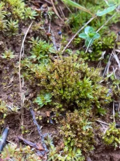 Bryum klinggraeffii thumbnail 3