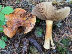 greenfoot webcap thumbnail 2