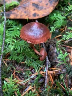 Cortinarius birkebakii thumbnail 1