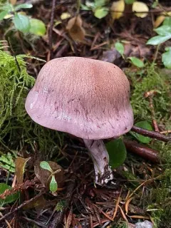 Phlegmacium spadicellum thumbnail 2