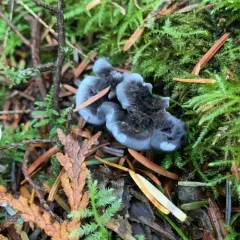Phellodon atratus thumbnail 2