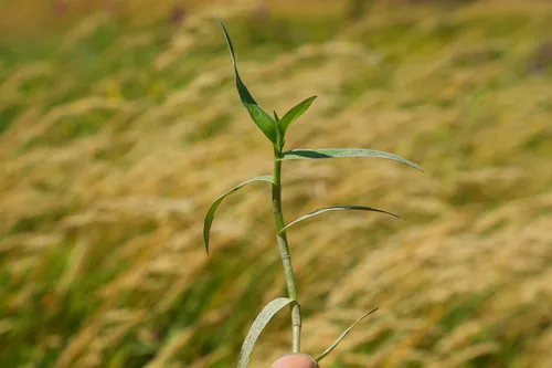 marsh dewflower