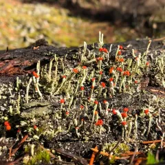 Lipstick Powderhorn thumbnail 3