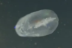 Beroe mitrata thumbnail 2
