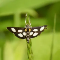 White-spotted Sable thumbnail 2