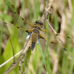Four-spotted Skimmer thumbnail 2