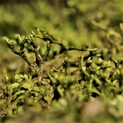 Wall Scalewort thumbnail 4