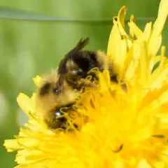 Yellowish Cuckoo Bumble bee thumbnail 2