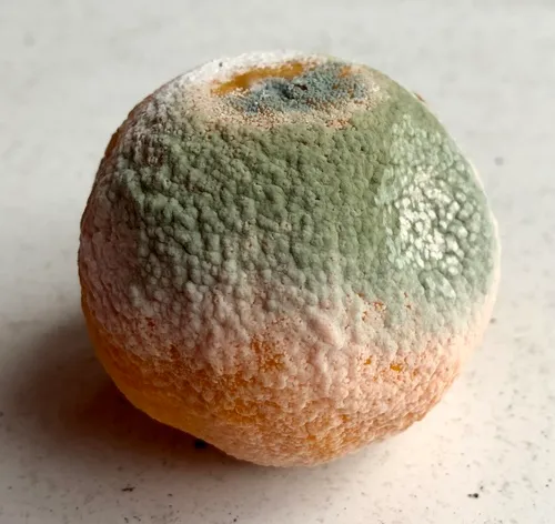 citrus green mold
