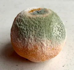 citrus green mold thumbnail 1